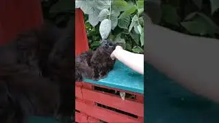Maine Coon kittens. Male. Color black. Available.