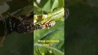 Wasp on lemon tree 🐝