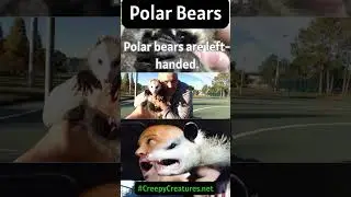 Weird And Amazing Polar Bear Facts  
