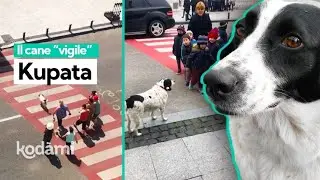Il cane 