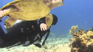 Cancun Diving. Turtle dive Buddy.divePro