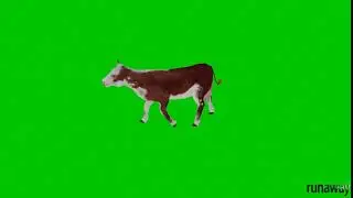 Green Screen Cow Walking Animation