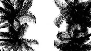 Camera Move Under Palm Trees #1