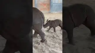 Zoom, zoom, zoom, zoom 💨🦏 