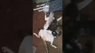 cool way to breastfeed her kittens!  😂 