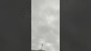 Самаркански Голуби....