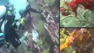 Ecuador best video! .flv
