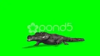 Crocodile Alligator Walks - Green Screen