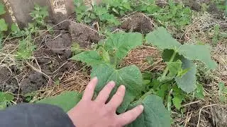 Новые крольчата, огород, козлята