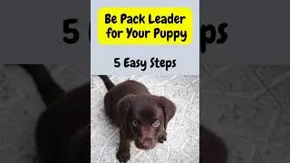 Be Pack Leader for Your Puppy | Pack Leader Dog Training #puppytraining #puppytrainingtips