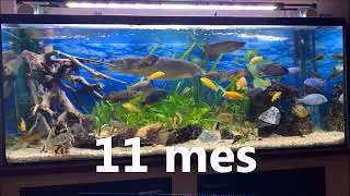 crecimiento de mi SILVER AROWANA 65 cm. a lo largo de 18 meses - growth of my AROWANA over 18 months