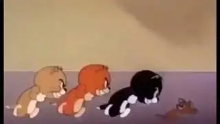 Cat eats watermelon