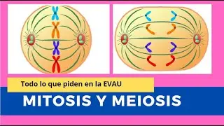 MITOSIS Y MEIOSIS todo para la EVAU