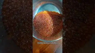pink salmon roe/ salmon caviar homemade