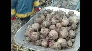 уборка свеклы в деревне наш огородик
