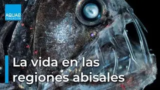 La VIDA en las regiones ABISALES del océano