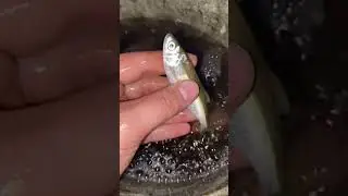 А вы знали как выглядит маленькая щука?