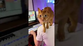 Most Chill Cat Ever