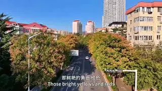 Qingdao's Golden Rain Tree Avenue 青岛栾树大道