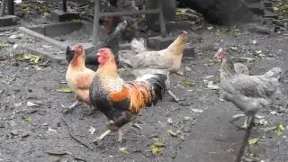 Hedgehog chases chicken 2