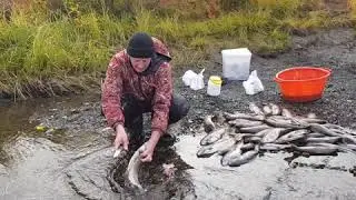 Охота и Рыбалка на Чукотке. Чистим рыбу перед засолкой. Едим вкусняшки)
