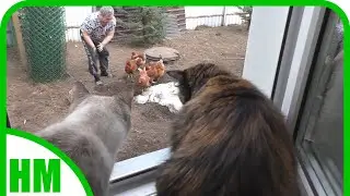 5 апреля. Продолжаю засаживать и засеивать теплицы...... огурцы, бархатцы, морковь, свёкла.