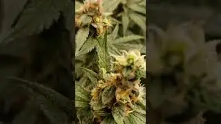 Landrace Sativa