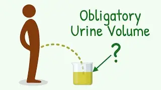 You MUST PEE at Least THIS Much! A Technical Answer by a Doctor | Obligatory Urine Volume