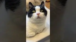 Cats Club|Cute cats daily life🐈(9) #cats #cute #shorts