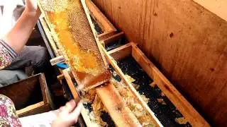 Как качать мёд. Распечатка сотов
