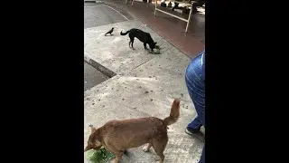 Feeding the Hungry