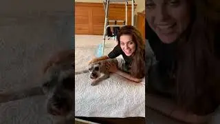Express Bladder, Change Diapers and do Physical Therapy at Home for your Paralyzed/Incontinent Dog.