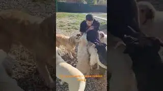 Этим летом  у нас отдохнули 16 собак разных  пород, пола, и возраста. Сентябрь  тоже урожайный😀