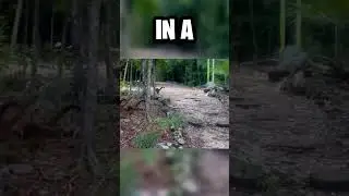 A REAL DINOSAUR HAS BEEN SEEN... 😰🦖