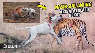 Menantang & Menggonggongi Harimau, Anjing ini Di Terkam Harimau