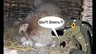 Курица опять уселась
