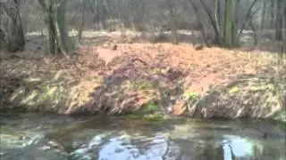 Passeggiata a molte zampe