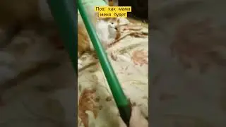 ВСТАЁМ ЗАЛУПА ВСТАЁМ