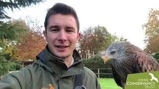 Introducing Scarlett our Red Kite