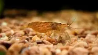 Креветка фильтратор банановый (Atyopsis moluccensi)