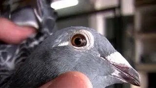 Code Name: Champion - Carrier Pigeons and Racing - Part 1/4