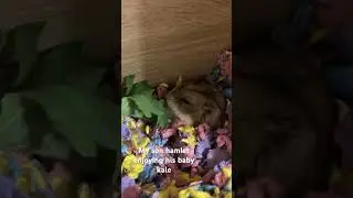 My hamlet 🐹 enjoying his kale 🥬  #foodie #hamsterbabies #hamstertreats