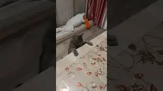 Я вернулся