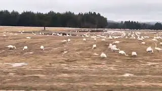 Many ducks 🦆🫢🤫