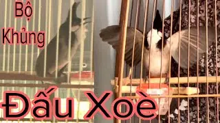 Bộ Khủng To Dài Cả Gang Tay Nết Hay Đấu Xoè Đẹp Mắt 18/10/24 | Khải Chim Hoà Bình