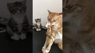 The kitten said stop it #catfunny #cats #shorts