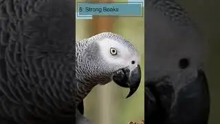 Top 10 Amazing Facts About Parrots for Kids! Educational Video #parrotfacts #colorfulparrots