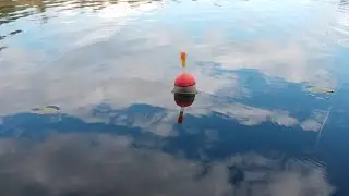 PIKE ON LIVE BAIT. PIKE FISHING WITH A FLOAT.