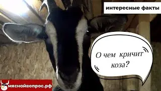 О чем кричит коза? ИНТЕРЕСНЫЕ ФАКТЫ. мяснойвопрос.рф