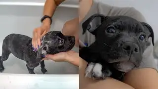 LITTLE STAFFY TAKING A BATH 🥰